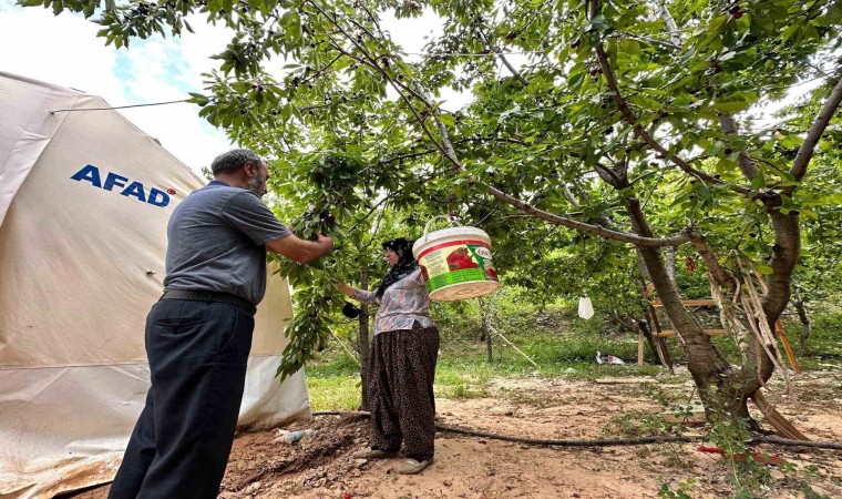 Yeşilyurtta ‘Dalbastı Kirazında hasat zamanı