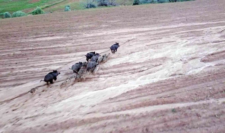 Yozgatta domuz sürüsü dron ile görüntülendi