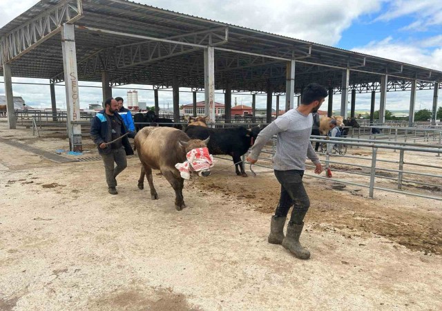 Yozgatta hayvan pazarları kurulmaya başladı