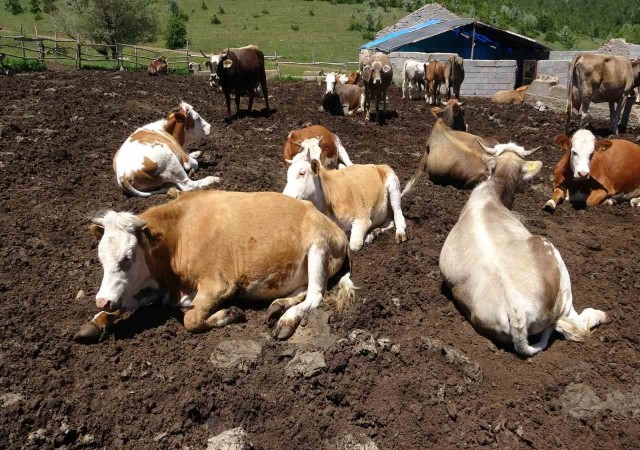 Yozgattan büyükşehirlere kurbanlık sevkiyatı başladı