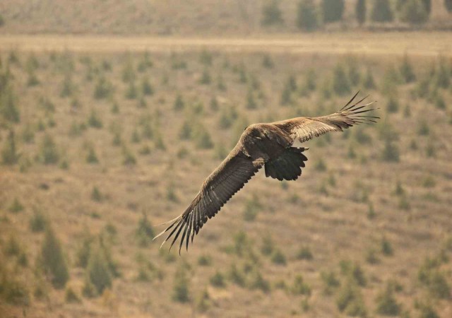 Yunanistanda bakılan kara akbaba Eskişehire göçtü