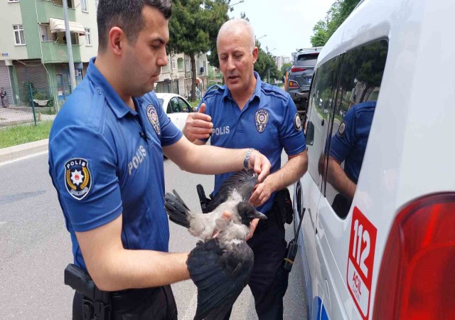 Yuvadan düşen karga yavrusu zincirleme kazaya sebep oldu