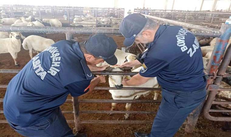 Zabıta ekipleri kurban bayramı öncesi denetimlere aralıksız devam ediyor