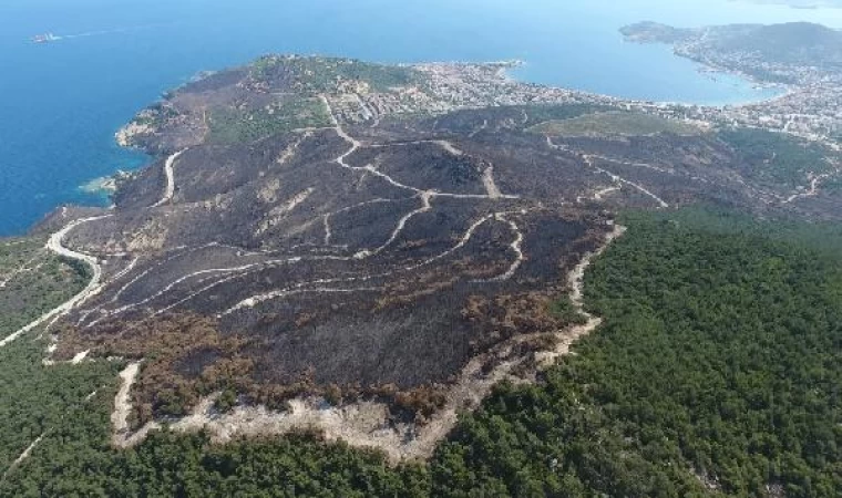 20 günde 295 orman yangını çıktı; 3 bin 160 hektar alan zarar gördü