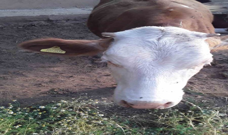 7 gündür kayıp olan ineği jandarma buldu