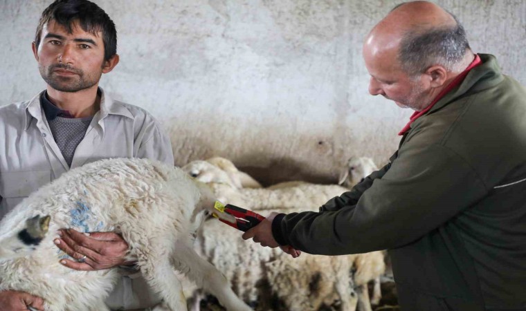 8 bin 885 hayvanın aşı ve küpeleme ücreti Talas Belediyesinden