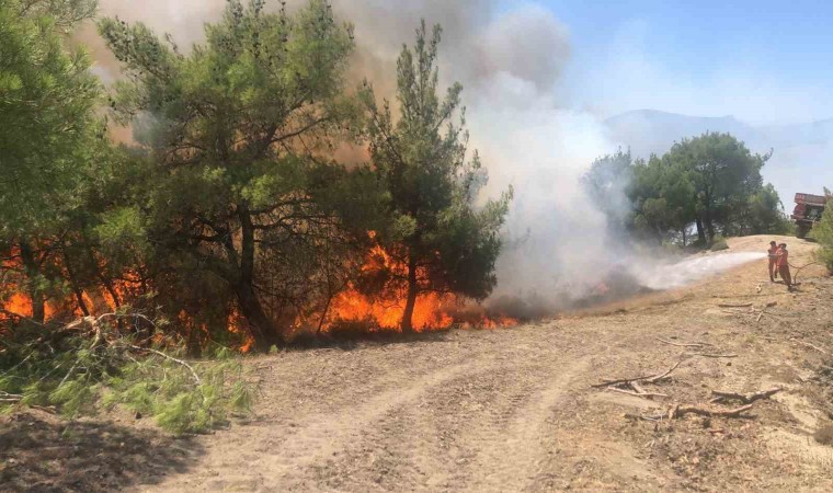 Adanada orman yangını