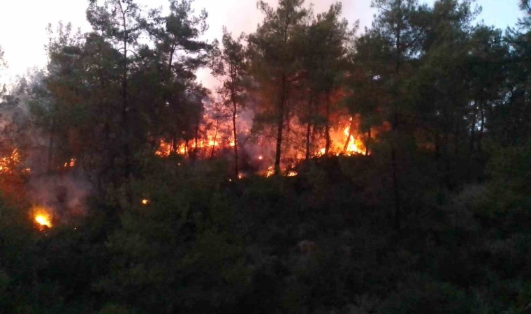 Adanada ormanlık alanda yangın