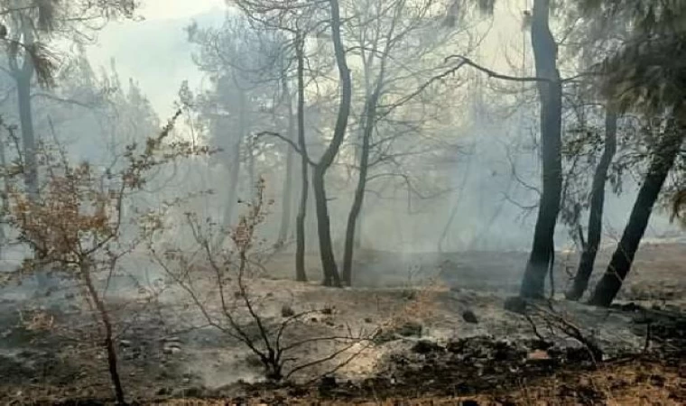 Adana’nın 2 ilçesinde orman yangını (2)