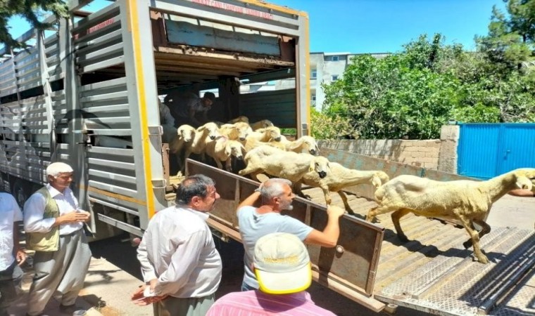 Adıyamanda 254 baş hayvan dağıtıldı