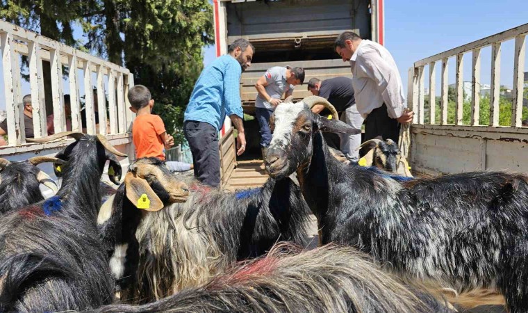 Adıyamandaki depremzedelere 124 keçi dağıtıldı