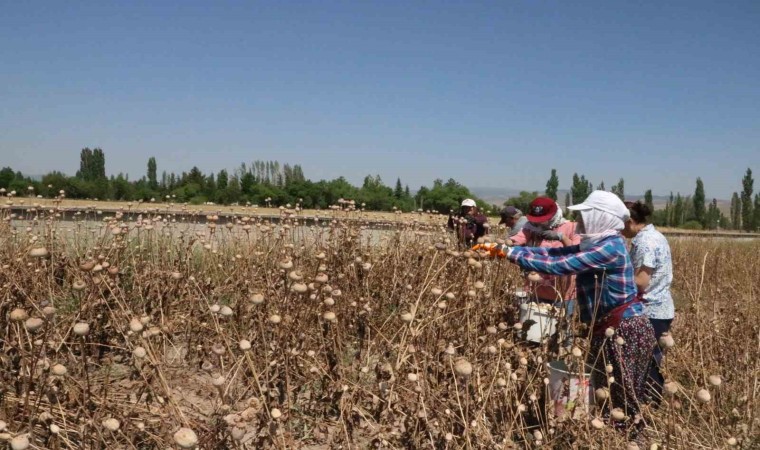 Afyonkarahisarda haşhaş hasadı devam ediyor