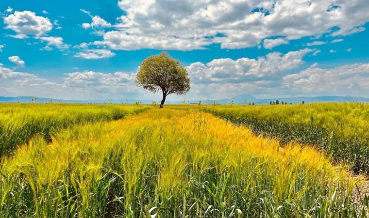 Ağrıda yeşilin tonları göz kamaştırdı