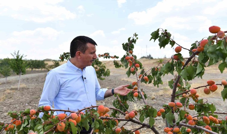 Altındağın meyve ormanlarında hasat vakti