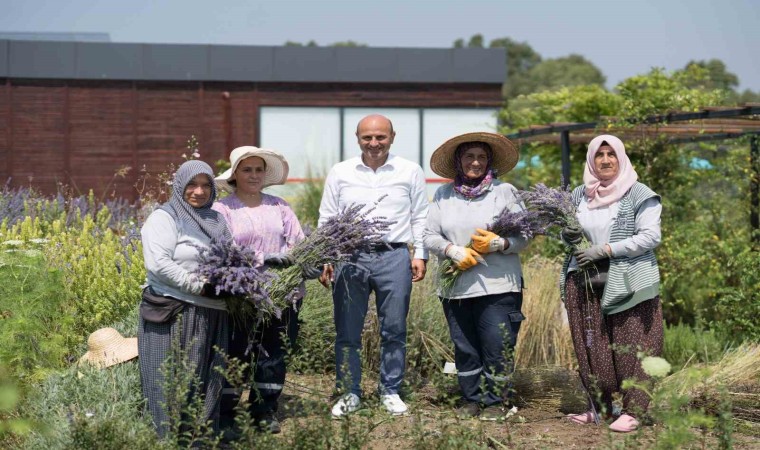 Altınova Belediyesi Tıbbi Aromatik Bitkiler Bahçesinde hasat sezonu başladı