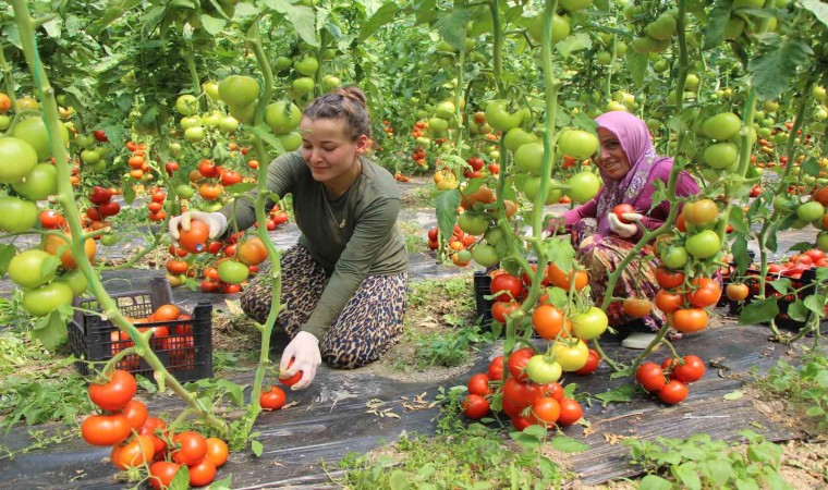 Amasyada domates hasadı başladı: “Domates bizim işimiz”