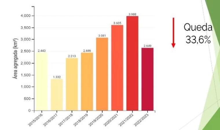 Amazon ormanlarında ağaçların kesimi 2023’te düştü