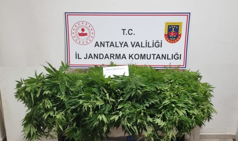 Antalyada 248 kök kenevir bitkisinin ve 33 gram kubar esrar maddesi ele geçirildi