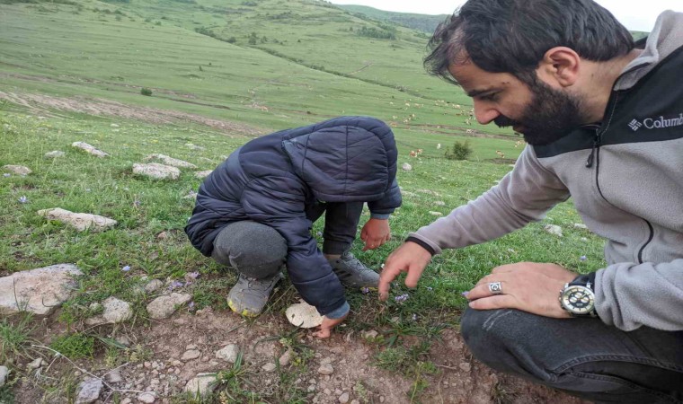 Ardahanda yağışların ardından mantar bereketi