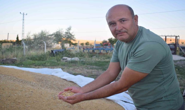 Arguvanda buğday hasadında sona gelindi