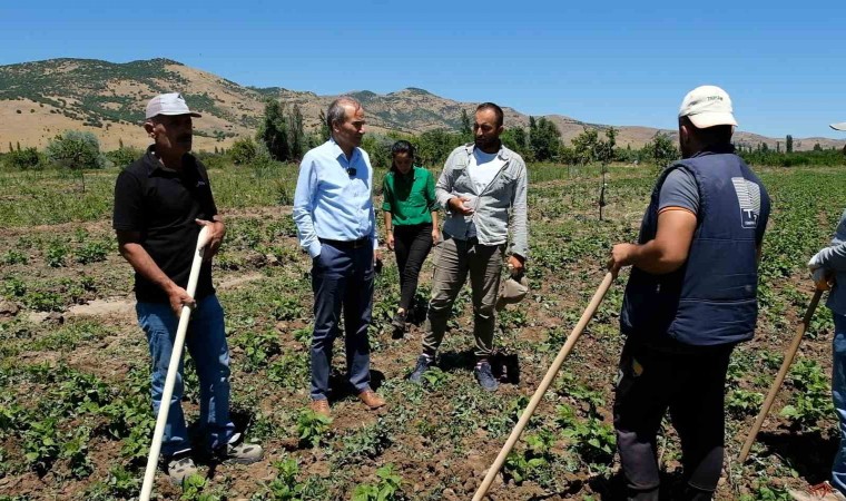 Arguvanda ilk kez kuru fasulye ekildi