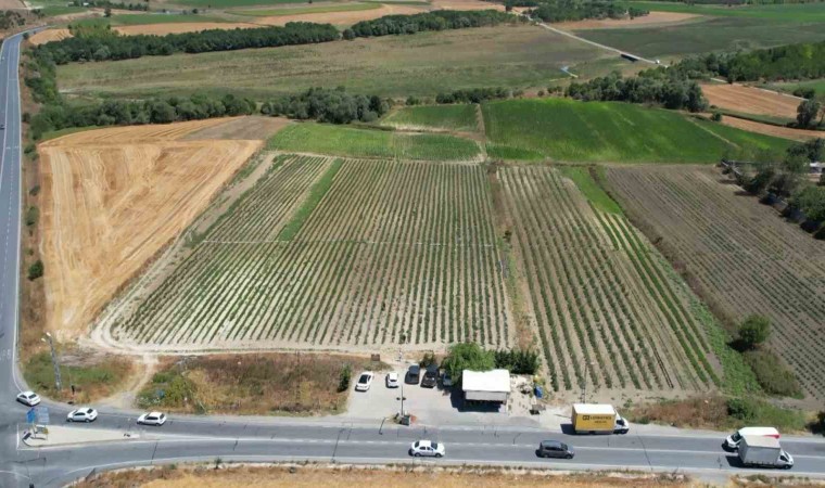 Arnavutköyde bakanlık destekli projeye yoğun ilgi: Kadınlar yetiştiriyor, vatandaş topluyor