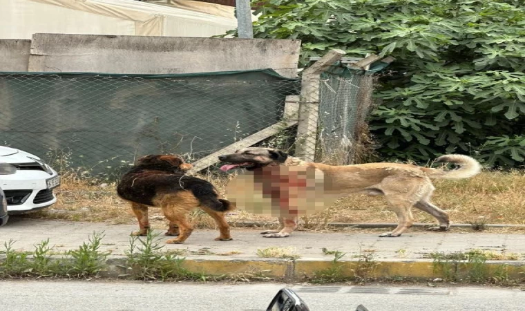 Ataşehir’de köpeğin saldırdığı kadın ağır yaralandı