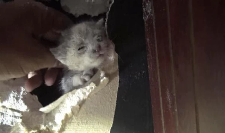  Avcılar’da mahsur kalan kedi ile kuşu itfaiye kurtardı 