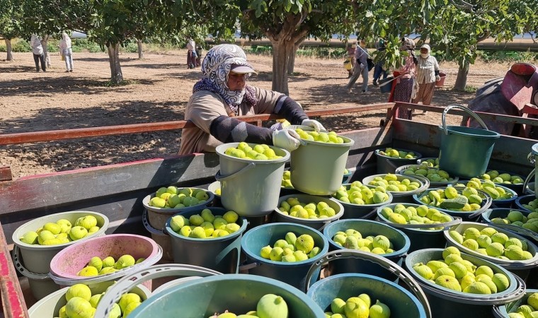 Aydında siyah ve sarılop çeşidi taze incirin hasat ve ihraç tarihleri belirlendi