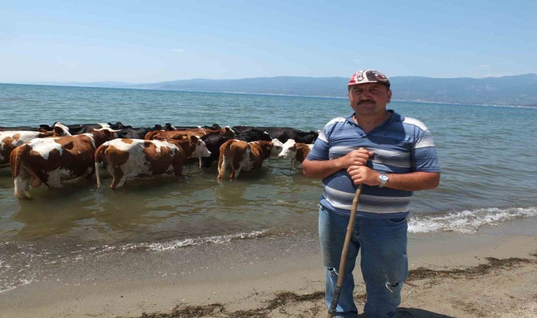 Balıkesirde sıcaktan bunalan inekler soluğu denizde alıyor