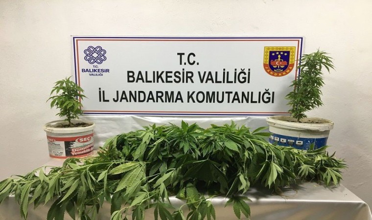 Bandırmada kenevir operasyonu: 3 kişi yakalandı