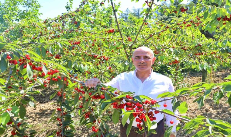 Başkan Söğüt: Kiraz yetiştiricilerine desteğimiz sürecek