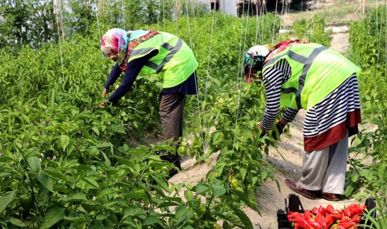 Belediye seralarında yetiştirilen sebze ve meyveler satışa sunulacak