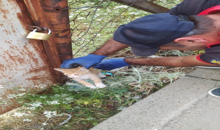 Bingölde tellere sıkışan yavru kediyi itfaiye kurtardı