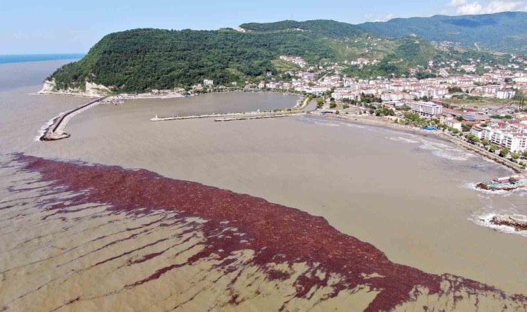 Binlerce turisti ağırlayan Karadeniz sahili çamurla kaplandı