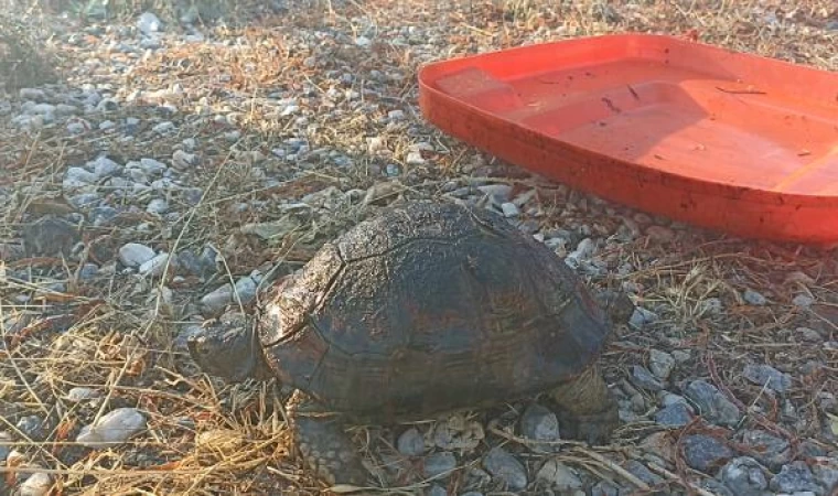 Bodrum’da makilik yangını (2)