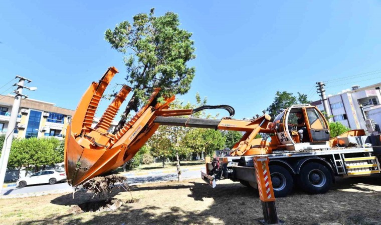 Buca Metrosunda istasyon inşaatları öncesinde ağaçlar geçici olarak taşınıyor