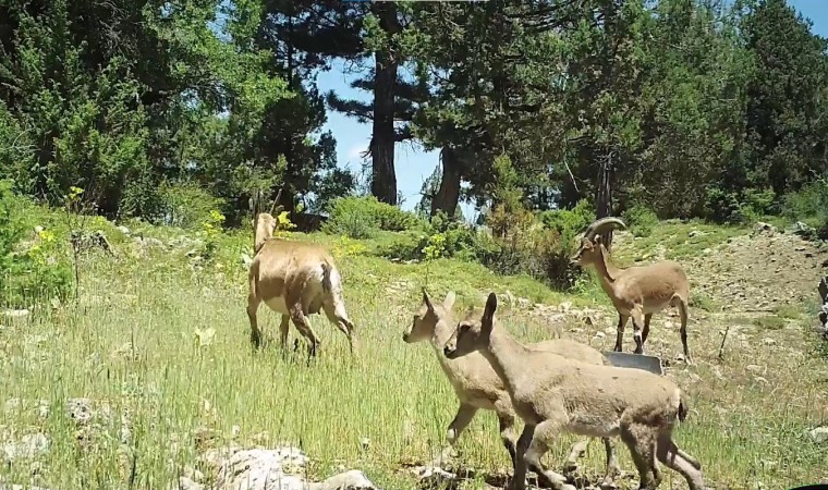 Burdurda doğaya salınan yaban keçileri üremeye başladı