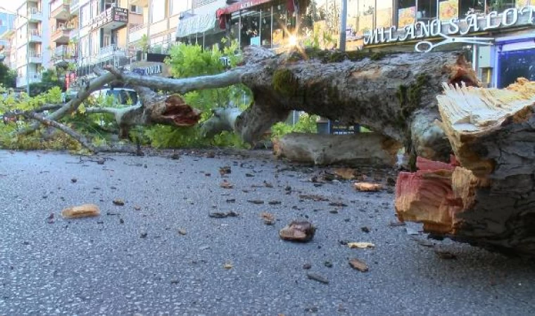 Bursa’da 200 yıllık çınar, caddeye devrildi