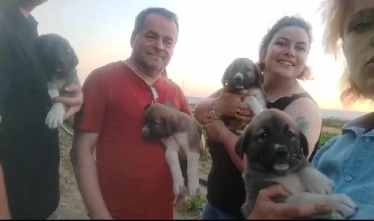 Bursa’da av tüfeği ile vurularak öldürülen sokak köpeğinin 4 yavrusu bulundu