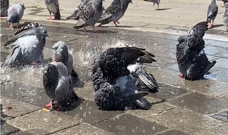 Bursada güvercinler kanatlarını açıp böyle serinledi