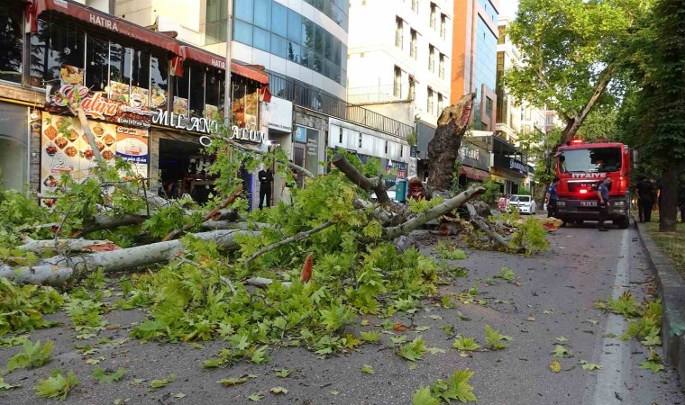 Bursada kökleri çürüyen asırlık çınar ağacı devrildi