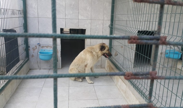 Bursada köpeğin saldırdığı çocuk yaralandı