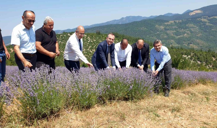 Bursanın dağlarında yetişen lavantaların hasadı başladı