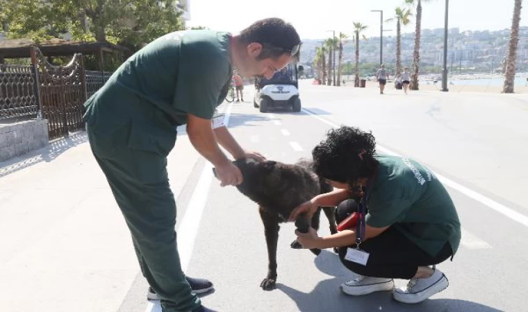 Büyükçekmece’de sokak hayvanlarının sağlık taraması gerçekleşti