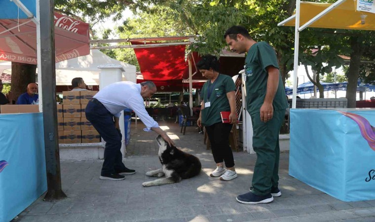 Büyükçekmecede sokak hayvanlarının sağlık taraması gerçekleşti