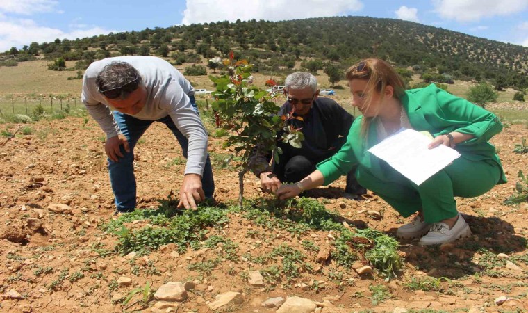 Büyükşehirin Antep fıstığı fidanları yüz güldürdü