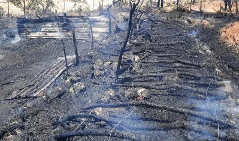 Çanakkale’de ağılda yangın; 150 oğlak öldü