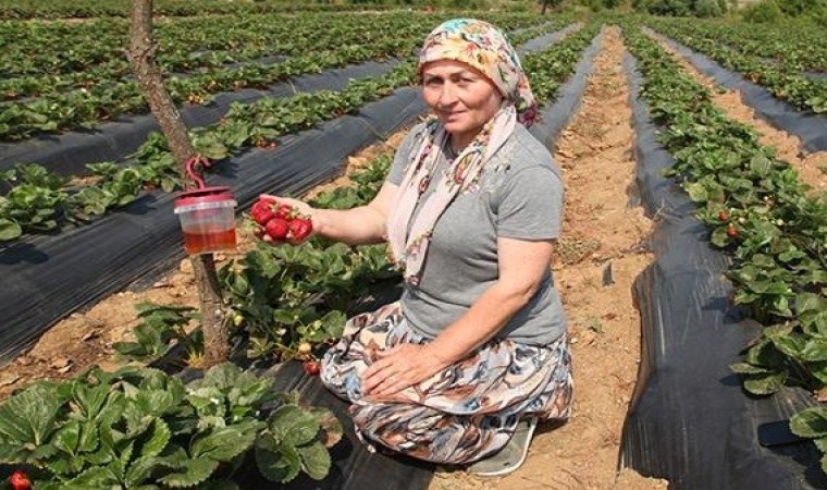 Çanakkalede sirke sineği zararlısıyla tuzakla mücadele