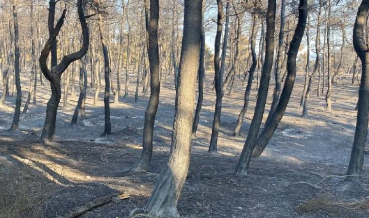 Çanakkale’deki orman yangınında 3’üncü gün (3)